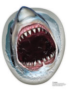 Shark toilet seat cover