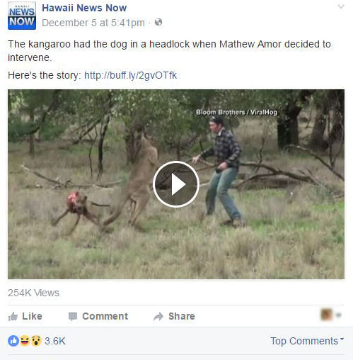 funny facebook comments kangaroo punch 1