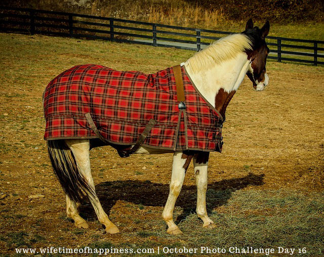 october photo challenge 2017 day 16 plaid