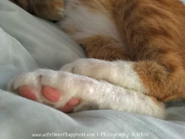 october photo challenge 2017 day 9 furry feet wifetime of happiness