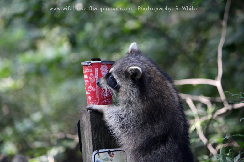 october photo challenge day 2 woodland animal